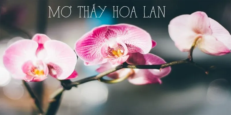 Mơ thấy hoa phong lan đánh số gì