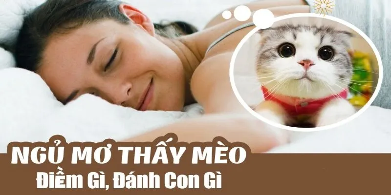 Mơ thấy mèo đánh số mấy để giành được nhiều tiền thưởng