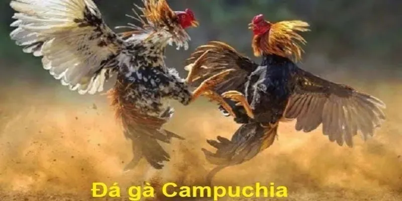 Đá gà Campuchia ngày nay là gì?